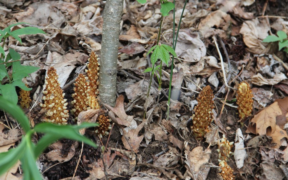 Bearcorn, formerly Squawroot